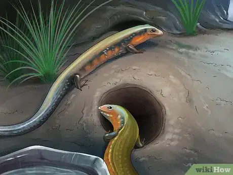 Image titled Care for a Skink Step 10
