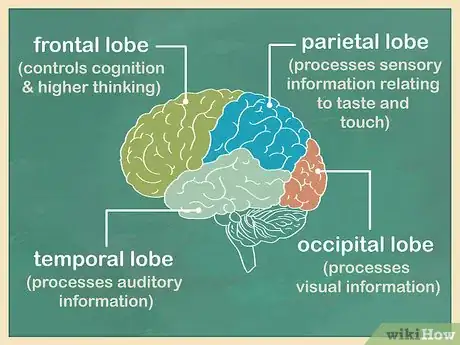 Image titled Study the Brain Step 1