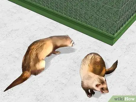 Image titled Care for a Ferret Step 12