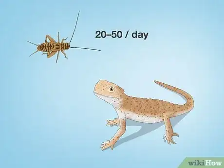 Image titled How Many Crickets to Feed a Baby Bearded Dragon Step 3