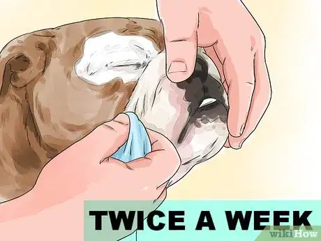 Image titled Clean a Bulldog's Face Folds Step 12