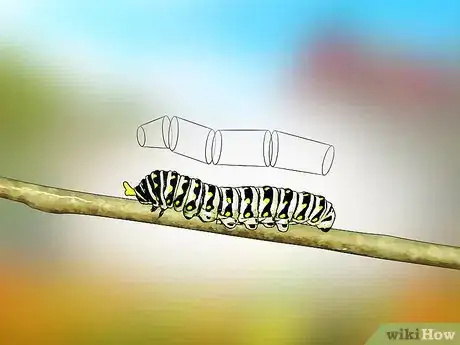 Image titled Identify a Caterpillar Step 1