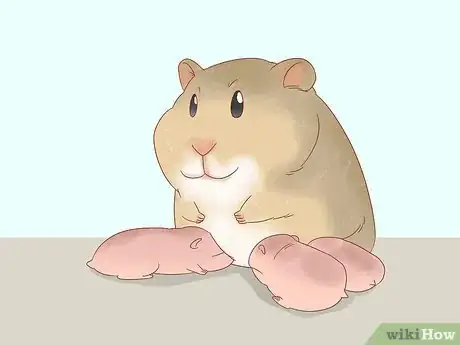 Image titled Safely Keep Multiple Hamsters Step 11