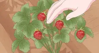 Grow Strawberries from the Seed