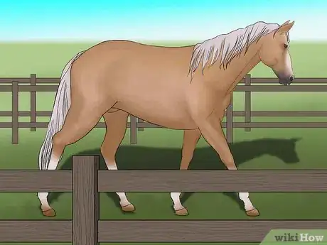 Image titled Distinguish Horse Color by Name Step 7