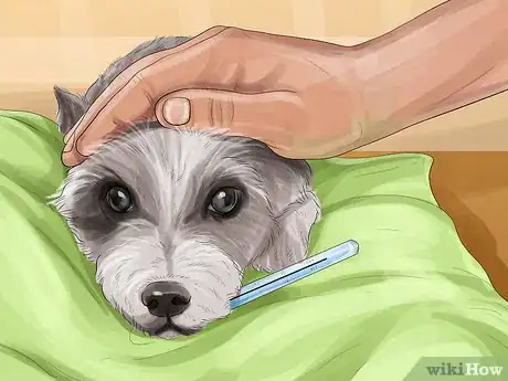 Image titled Spot Health Problems in Newborn Puppies Step 8