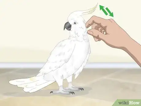 Image titled Bond with a Cockatoo Step 6