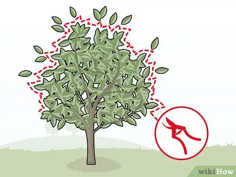 Image titled Grow Jackfruit Step 18