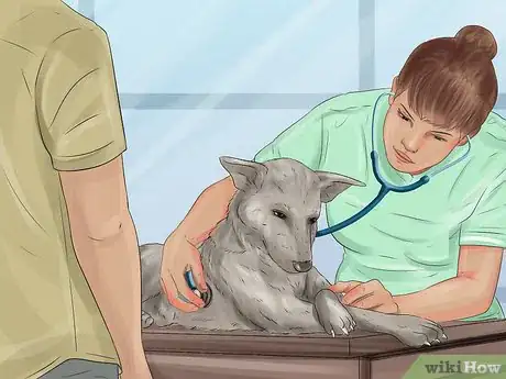 Image titled Treat a Dog's Bladder Infection Step 2