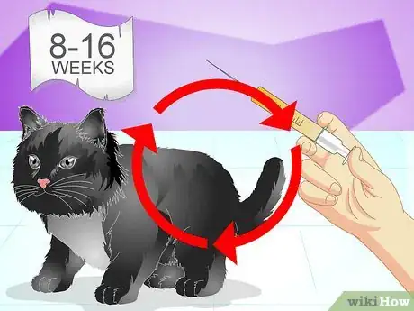 Image titled Vaccinate a Kitten Step 3