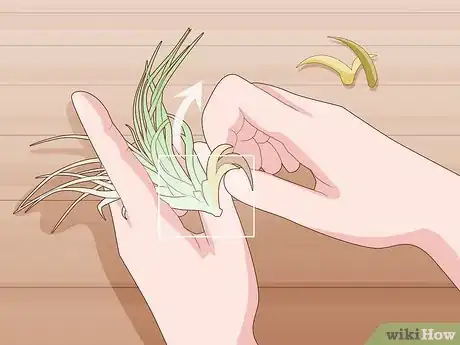 Image titled Care for Air Plants Indoors Step 7