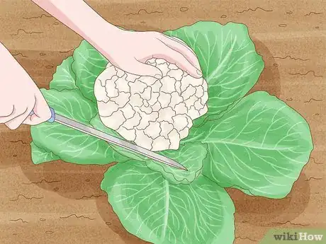 Image titled Grow Cauliflower Step 12