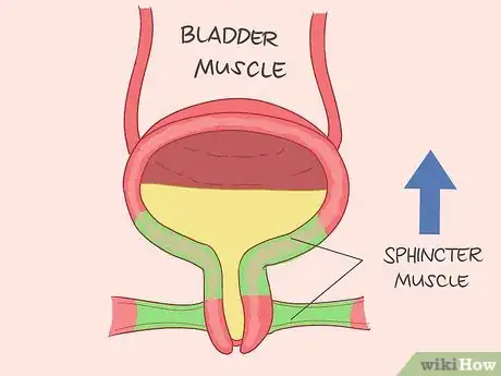 Image titled Strengthen Bowel Muscles Step 3