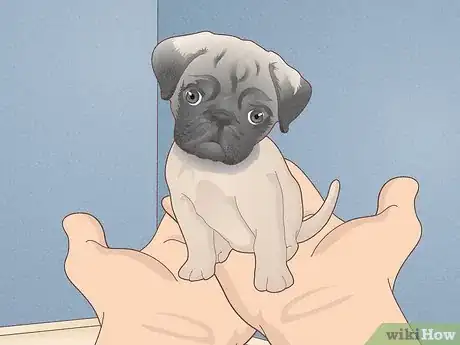 Image titled Buy a Pug Puppy Step 1