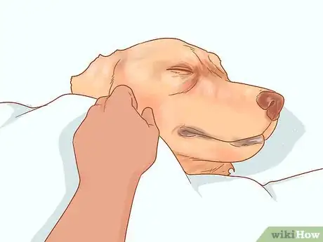 Image titled Care for a Dog After It Has Just Vomited Step 2