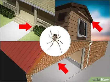 Image titled Identify a Cobweb Spider Step 8