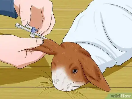 Image titled Stop a Rabbit from Sneezing Step 7