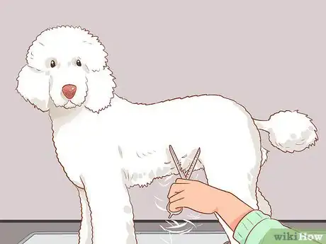 Image titled Full Scissor a Poodle by Hand Step 18