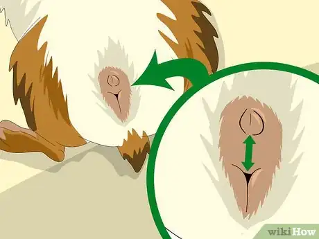 Image titled Determine the Sex of a Guinea Pig Step 5