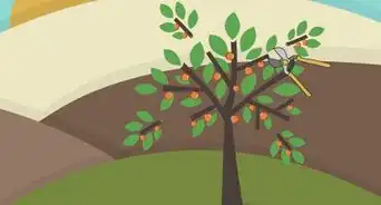 Dwarf an Apple Tree