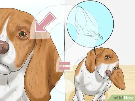Image titled Treat Eye Twitching in Dogs Step 7
