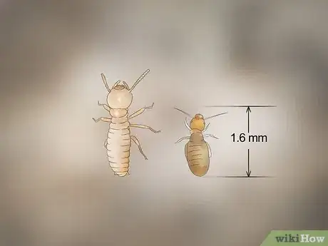 Image titled Identify Termite Larvae Step 10