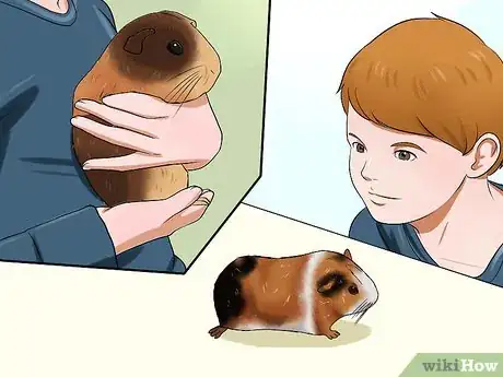 Image titled Get Your Guinea Pig to Stop Biting You Step 8