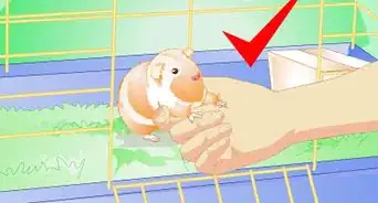 Make Your Guinea Pig Comfortable in Its Cage