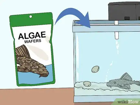 Image titled Feed a Pleco Step 2