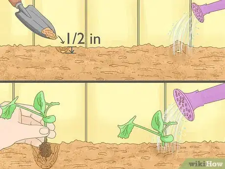 Image titled Grow Zucchini Step 7