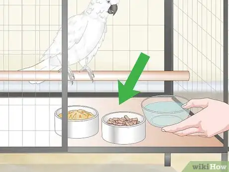 Image titled Feed a Cockatoo Step 7