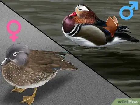 Image titled Identify a Mandarin Duck Step 1