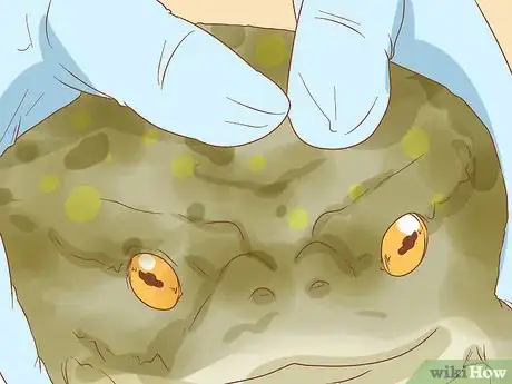Image titled Bathe Your Frog Step 6