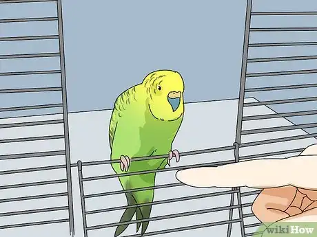 Image titled Stop a Parakeet from Biting Step 10