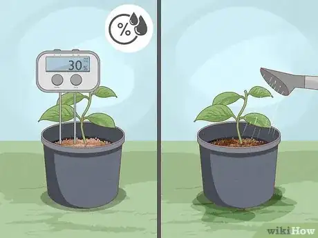 Image titled Propagate Hoya Step 13