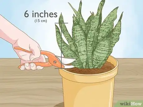 Image titled Propagate Snake Plant Step 1