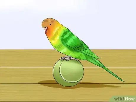Image titled Train Your Budgie Step 6