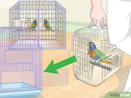 Image titled Treat Psittacine Beak and Feather Disease in Lories and Lorikeets Step 13