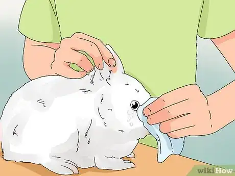 Image titled Tell if Your Rabbit Has Weepy Eye Step 1
