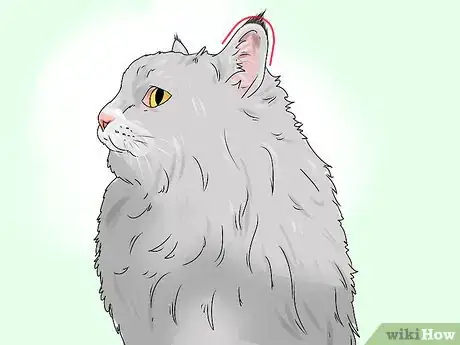 Image titled Identify a Siberian Cat Step 4