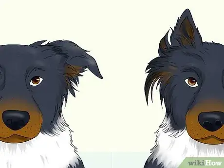 Image titled Identify a Border Collie Step 3