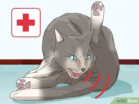 Image titled Tell if a Cat Is in Labor Step 12