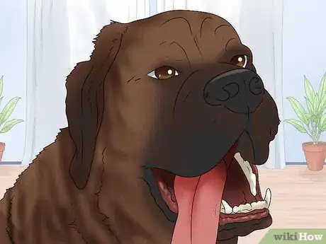 Image titled Identify a Mastiff Step 9