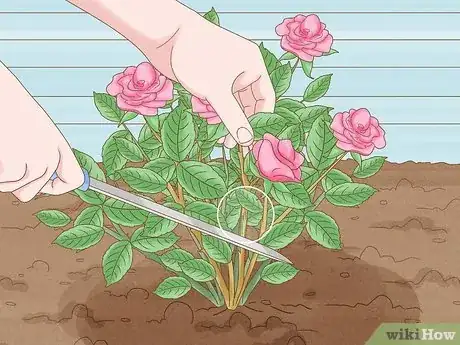 Image titled Save a Dying Rose Bush Step 1