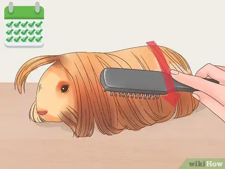 Image titled Care for Peruvian Guinea Pigs Step 10