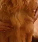Massage a Dog