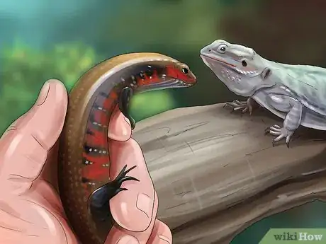 Image titled Care for a Skink Step 11