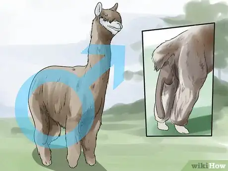 Image titled Breed Alpacas Step 3