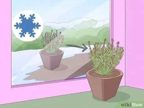 Image titled Plant Lavender in Pots Step 12