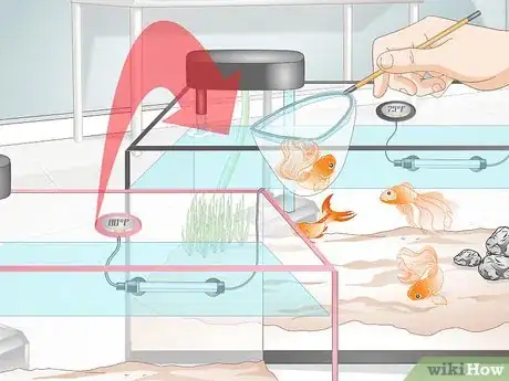 Image titled Cure Goldfish Dropsy Step 15